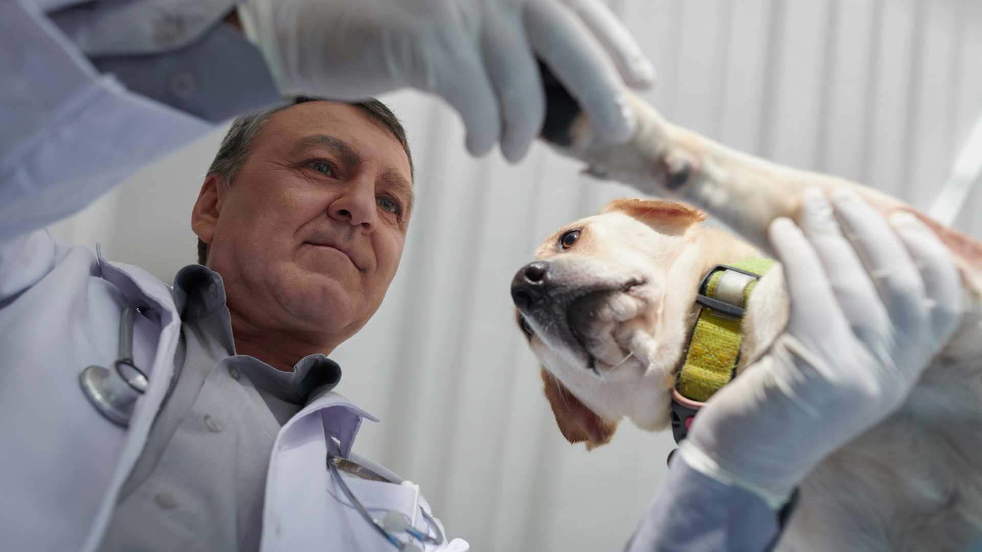 Diagnóstico de tiña en perros